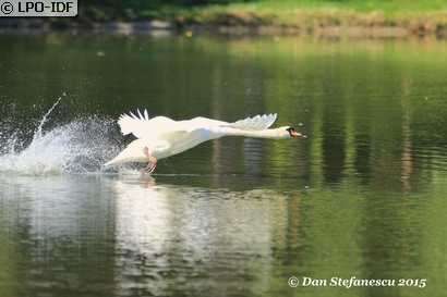 Cygne tuberculé