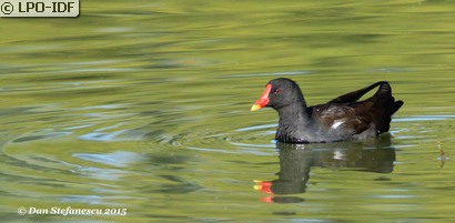 Gallinule poule-d'eau