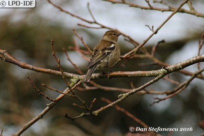 Pinson des arbres