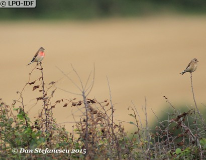 Linotte mélodieuse