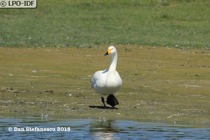 Cygne chanteur
