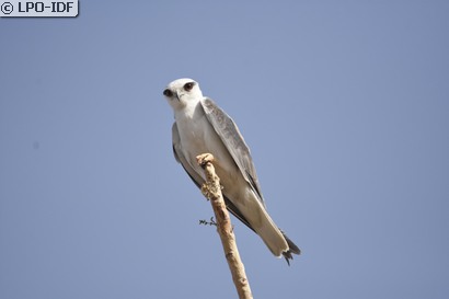 Elanion blanc
