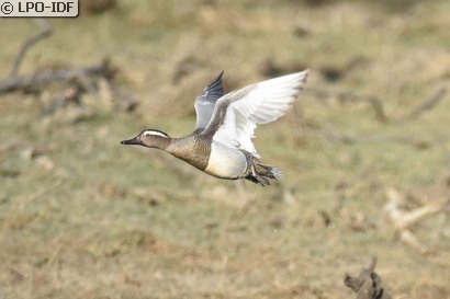 Sarcelle d'été
