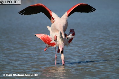 Flamant rose