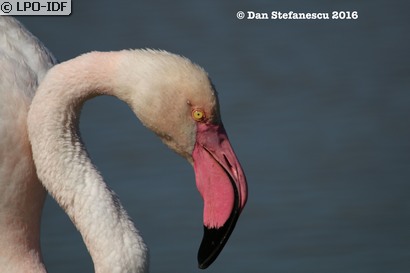 Flamant rose