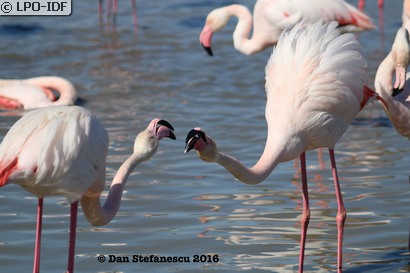 Flamant rose