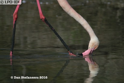Flamant rose