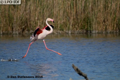 Flamant rose