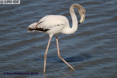Flamant rose