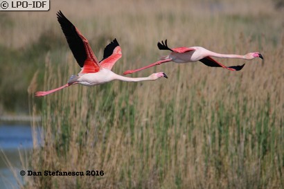 Flamant rose