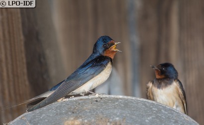 Hirondelle rustique
