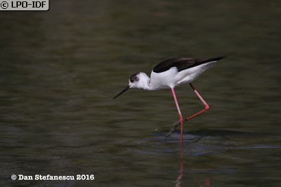 Échasse blanche