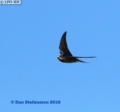 Hirondelle rustique