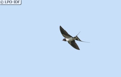 Hirondelle rustique