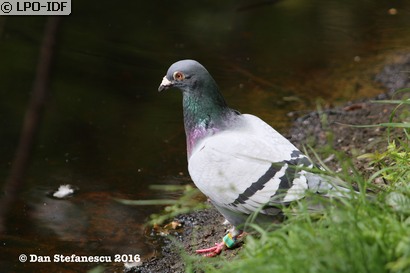 Pigeon biset