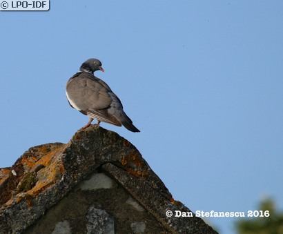 Pigeon ramier