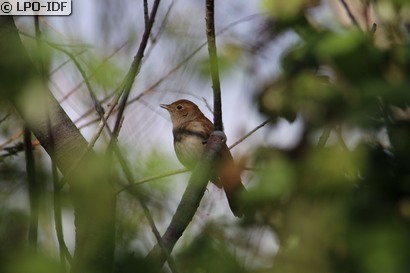 Rossignol philomèle