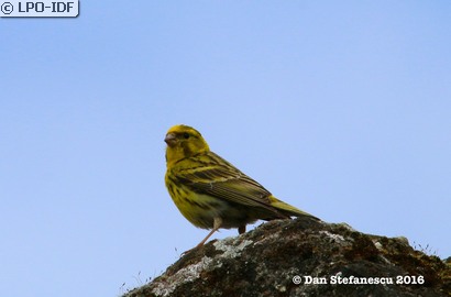 Serin cini