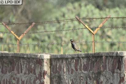 Francolin noir
