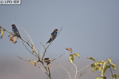 Hirondelle rousseline