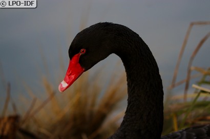 Cygne noir
