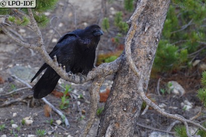 Grand Corbeau