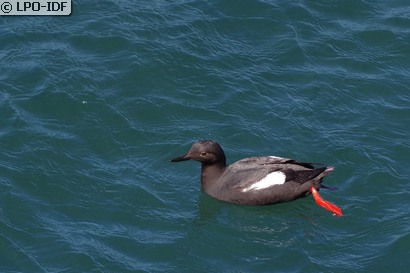 Guillemot à miroir
