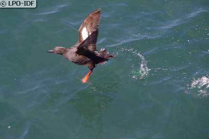Guillemot à miroir