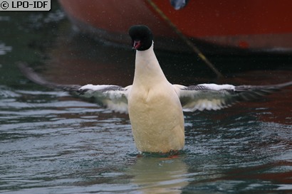 Harle bièvre