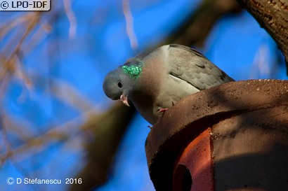 Pigeon colombin