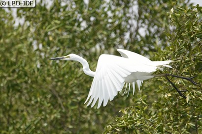 Grande Aigrette