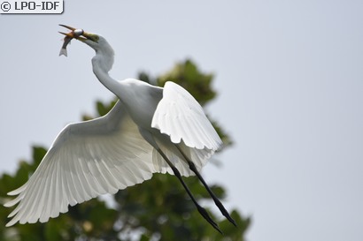 Grande Aigrette