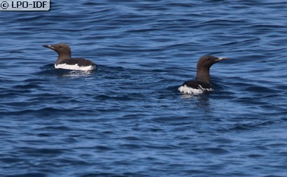 Guillemot de Troïl