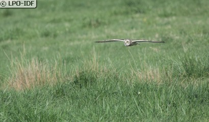 Hibou des marais