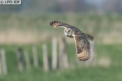 Hibou des marais