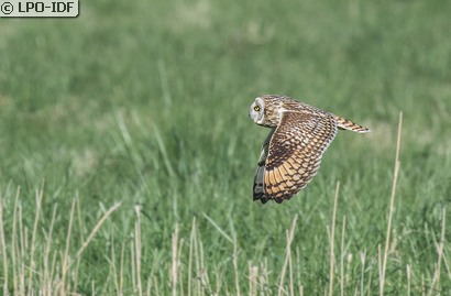 Hibou des marais