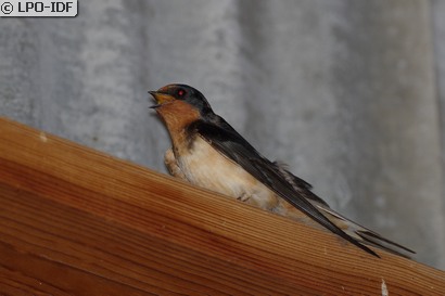 Hirondelle rustique