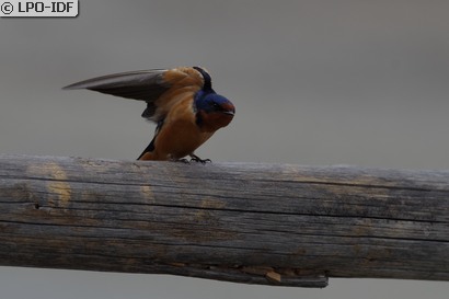 Hirondelle rustique
