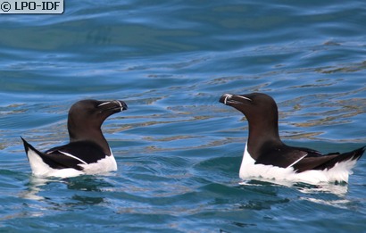 Pingouin torda