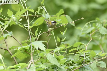 Roitelet à triple bandeau