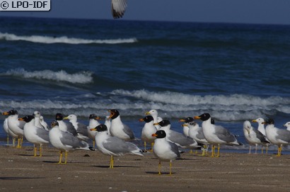 Goéland ichthyaète