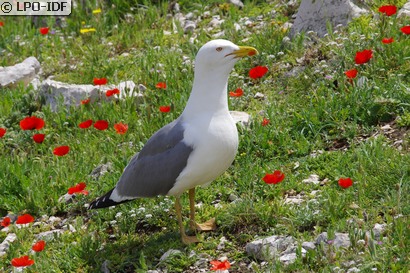 Goéland leucophée