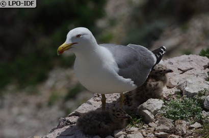 Goéland leucophée