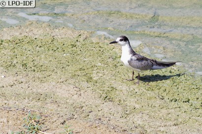 Guifette moustac