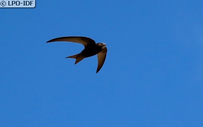 Martinet noir