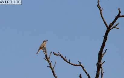 Pipit rousseline