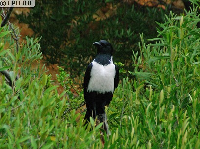 Corbeau pie