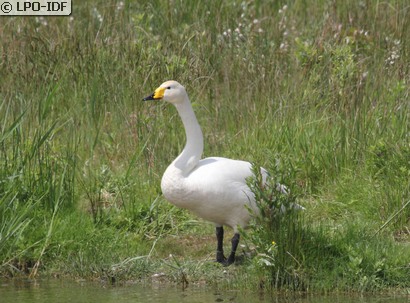 Cygne chanteur