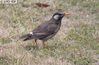 Etourneau gris