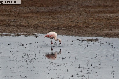 Flamant du Chili
